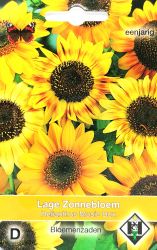 Sunflower Music Box Seeds